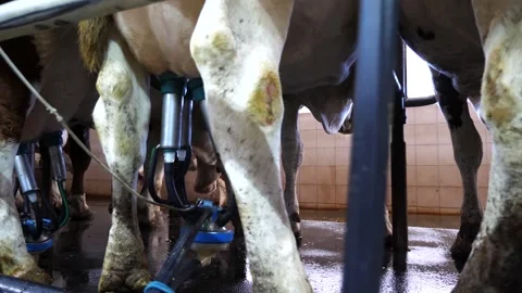Close up to process of milking cows by automatic industrial system on modern Video stock 341792407