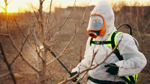 Close-up of the process of processing garden trees in spring. Stock Footage 228944941