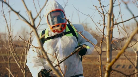 Close-up of the process of processing garden trees in spring. Stock Footage 228945005
