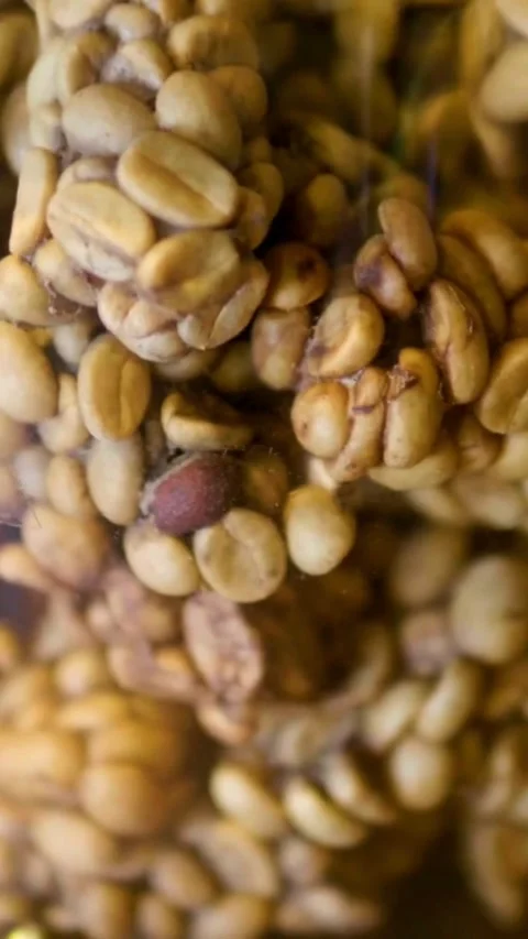 Close up of processed kopi luwak coffee beans container Stock Footage 331928881
