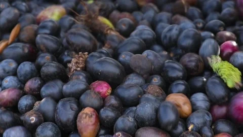 Close up processing of black olives being separated from leaves. Stock Footage 140216022