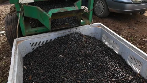 Close up processing of black olives being separated from leaves and brushwood Stock Footage 140216075