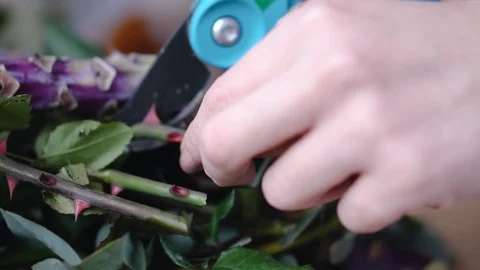 Close up: professional florist cuts ends of branches flowers for arrangement Stock Footage 86576225