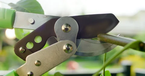 Close-up of professional lopping shears cutting a green branch in a garden Video stock 329291594