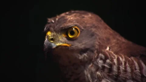 Close Up Profile of African Goshawk, Bird of Prey, 4K Stock Footage 337055096