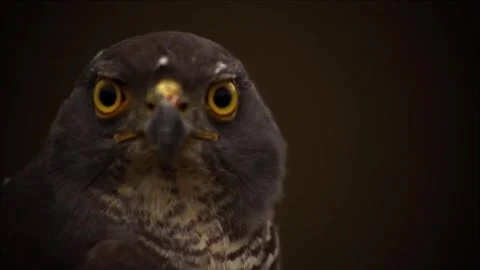 Close Up Profile of African Goshawk, Bird of Prey, 4K Stock Footage 337055107