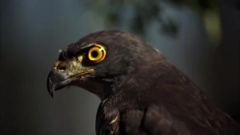 Close Up Profile of African Goshawk, Bird of Prey, 4K Stock Footage 337055108
