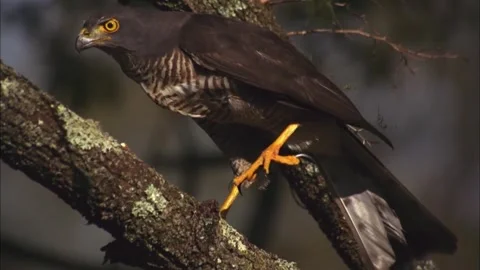 Close Up Profile of African Goshawk, Bird of Prey, 4K Stock Footage 337055109