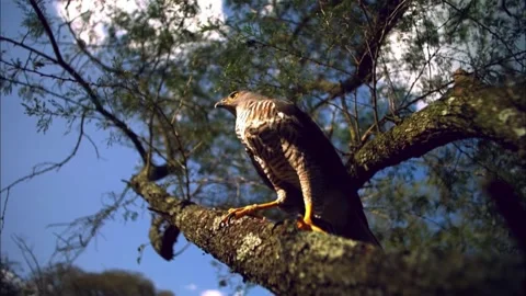 Close Up Profile of African Goshawk, Bird of Prey, 4K Stock Footage 337055197
