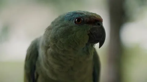 Close-up Profile Of Amazon Festive Parrot Against Bokeh Background. Stock Footage 217367241