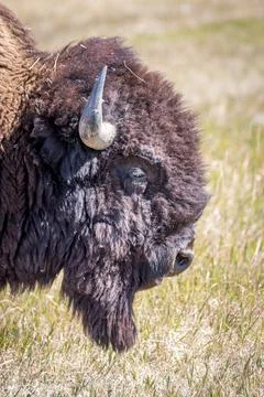 Close up of Profile of Bison Head Stock-Fotos