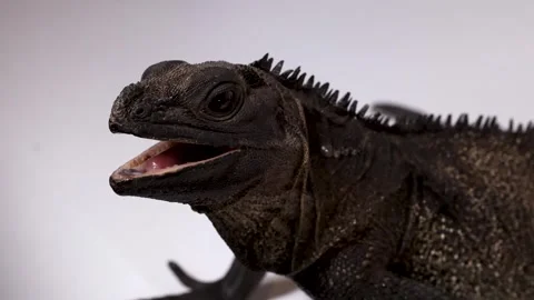 Close Up Profile of a Black Hydrosaurus Lizard Opening Its Mouth Stock Footage 326841995