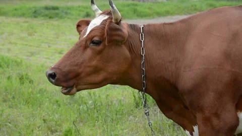 Close-up profile of a brown cow standing in a grassy field while grazing. Video stock 342432942