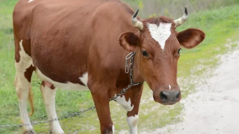 Close-up profile of a brown cow standing in a grassy field while grazing. Vídeos de archivo 342432951