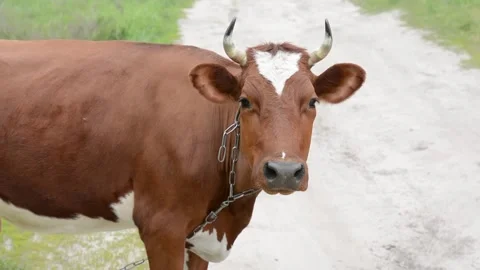 Close-up profile of a brown cow standing in a grassy field while grazing. Vídeo Stock 342432956