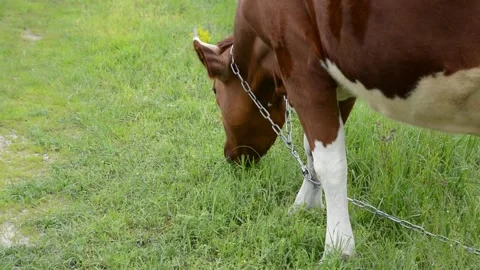 Close-up profile of a brown cow standing in a grassy field while grazing. Stock Footage 342432957