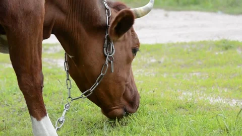 Close-up profile of a brown cow standing in a grassy field while grazing. Vídeo Stock 342432989