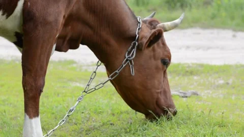 Close-up profile of a brown cow standing in a grassy field while grazing. Stock Footage 342432991