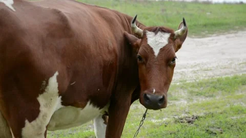 Close-up profile of a brown cow standing in a grassy field while grazing. 動画素材 342433009
