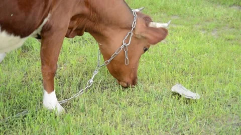 Close-up profile of a brown cow standing in a grassy field while grazing. Vídeos de archivo 342433034