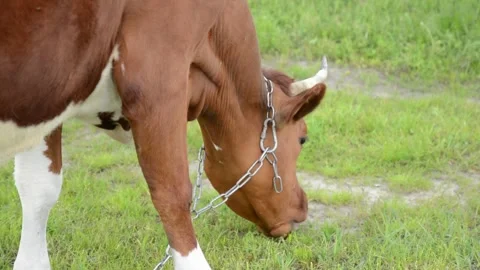 Close-up profile of a brown cow standing in a grassy field while grazing. Video stock 342433036