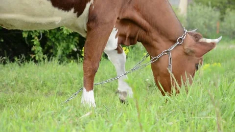 Close-up profile of a brown cow standing in a grassy field while grazing. 動画素材 342433041