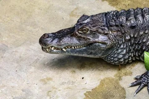 Close-up profile of a caiman with sharp teeth and scaly skin on a textured .. Stock Photos