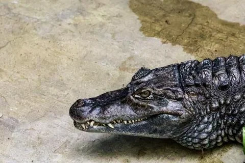 Close-up profile of a caiman's scaly head with sharp teeth visible Stock Photos