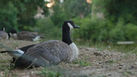 Close Up Profile of Canada Goose Sitting on Lake Bank at Parc des Buttes-Chaumon Stock Footage 338383812