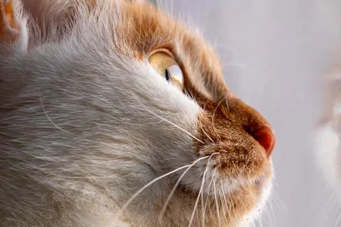 Close-Up Profile of a Cat's Face Stock Photos