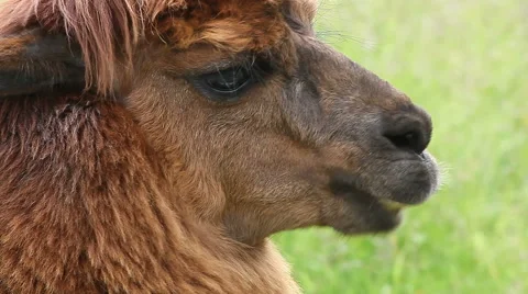 Close up profile of chewing alpaca Stock Footage 56258278
