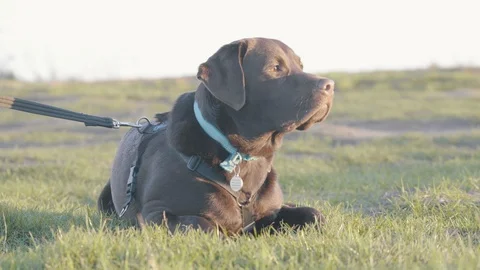 Close up profile of chocolate labrador Stock Footage 100435767