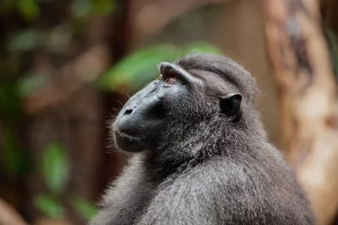 Close-up profile of crested black macaque, Tangkoko National Park, Indonesia Stock Photos