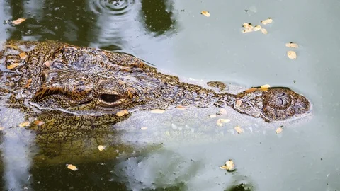 Close up profile of crocodile head just above the water 4K Stock-Footage 87702316