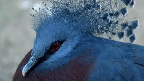 Close-Up Profile of a Crowned Pigeon with Red Eyes and Blue Plumage Stock-Footage 341210879