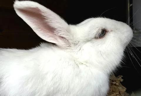 Close-up profile of a cute white rabbit in its enclosure at a petting zoo Stock Photos