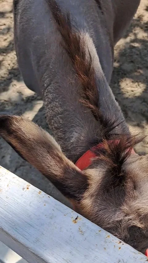 Close up Profile of a Donkey Eating Stock Footage 331414464