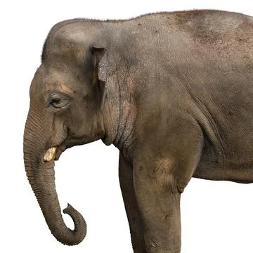 Close-up profile of an elephant on an isolated background. Stock Photos