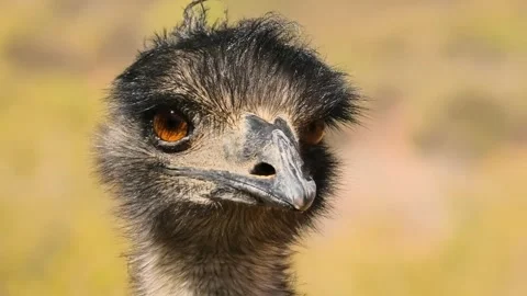 Close-up Profile of an Emu's Head and Neck, Showing Detail of its Feathers .. Stock Footage 301070392
