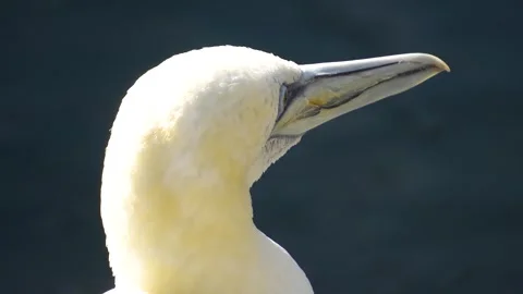 Close up profile of gannet  Stock Footage 266739448