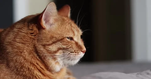 Close-up profile of a ginger cat resting peacefully in soft natural light Stock Footage 339067526