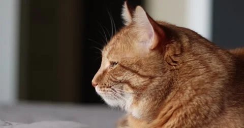 Close-up profile of a ginger cat resting peacefully indoors Stock Footage 339069371