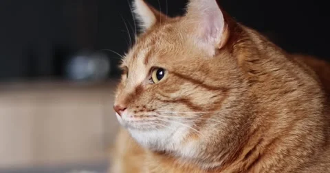 Close-up profile of a ginger tabby cat with striking amber eyes Stock Footage 339067450