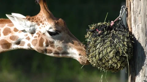 Close Up Profile of Giraffe Eating Hay from a Hanging Net Stock Footage 330829842