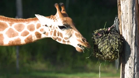 Close Up Profile of a Giraffe Eating Hay from a Net Stock Footage 331343077