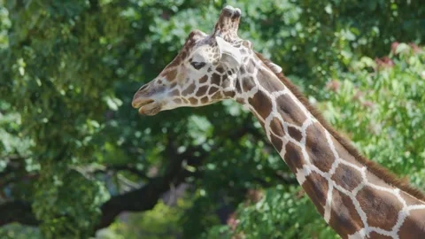 Close-up Profile of a Giraffe Head and Neck Against Green Foliage 库存影片 329145004