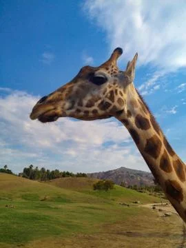 Close up profile of a Giraffe 写真素材