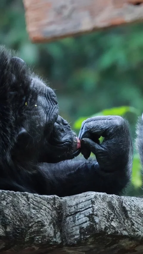 Close Up Profile of a Gorilla Eating in Vertical Format Stock Footage 326088672
