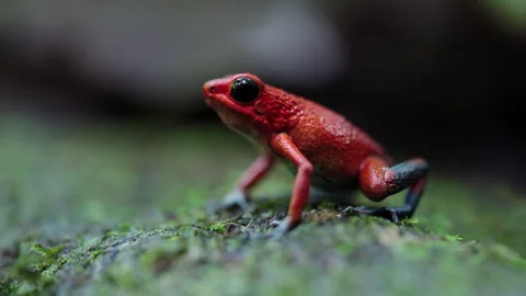 Close-up Profile Of Granular Poison Frog (Oophaga granulifera) On Mossy Log Stock Footage 285854449