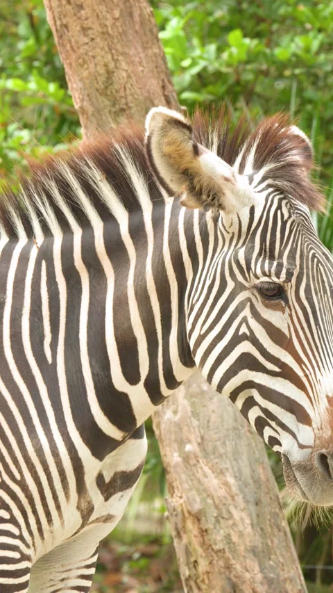 Close Up Profile of a Grevy's Zebra Standing in a Zoo Enclosure Stock Footage 329595255